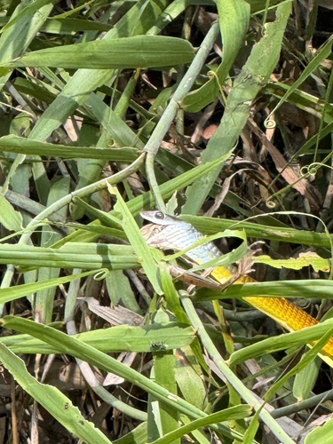 Common Tree Snake sighting