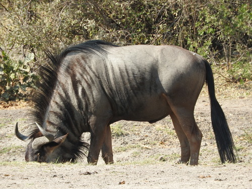 Connochaetes taurinus