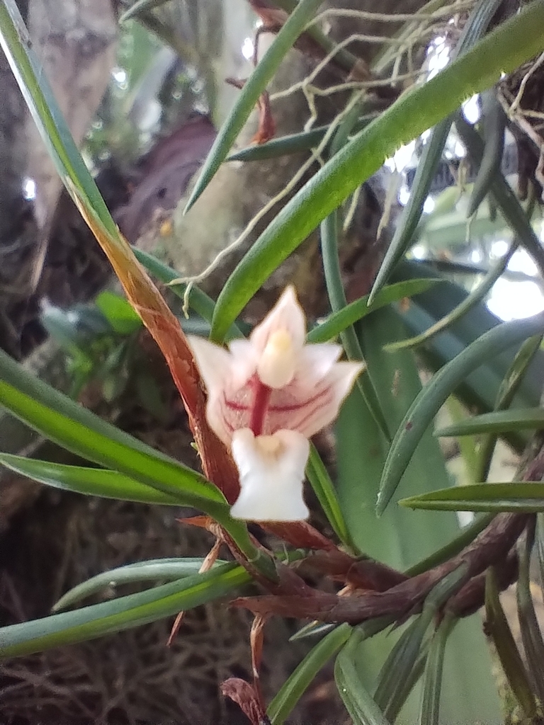 Maxillaria uncata