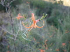Anisacanthus