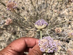 Monardella linoides sierrae