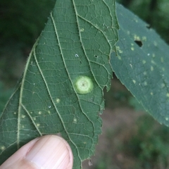 Pachypsylla celtidisumbilicus