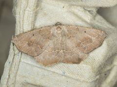 Prochoerodes forficaria