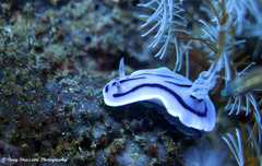 Chromodoris willani