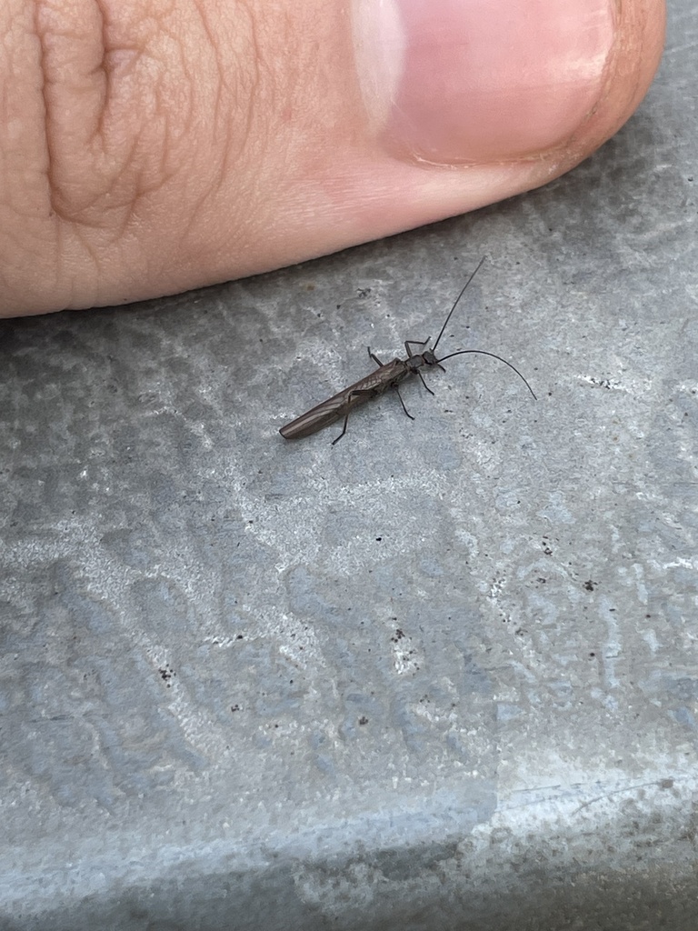 Late Needle Fly