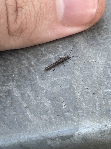 Late Needle Fly