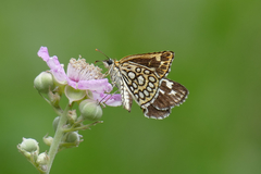 Heteropterus morpheus