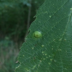 Pachypsylla celtidisumbilicus