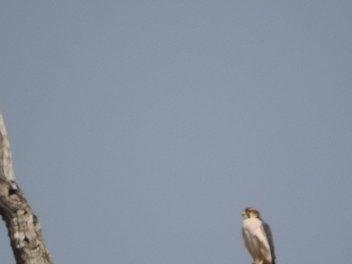 Falco biarmicus