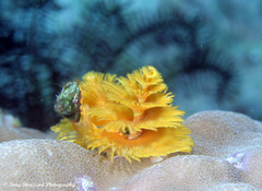 Spirobranchus corniculatus