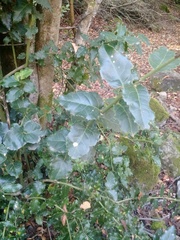 Citronella mucronata