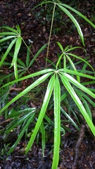 Schefflera