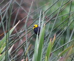 Chrysomus icterocephalus bogotensis