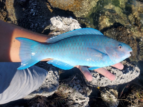 Blue Parrotfish