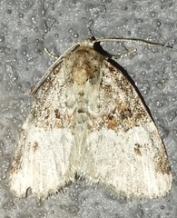 Neoligia crytora