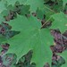 Sugar Maple - Photo (c) Jason L Miller, some rights reserved (CC BY-NC-SA), uploaded by Jason L Miller
