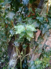 Citronella mucronata