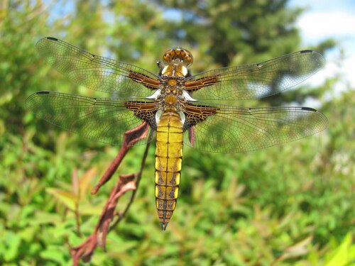 Dragonfly