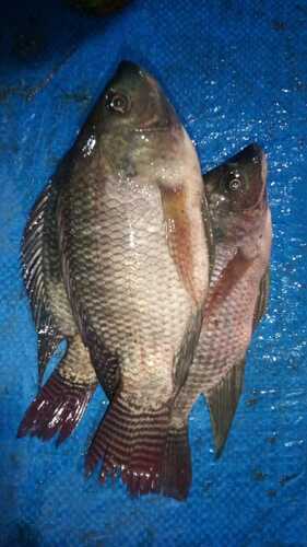 Oreochromis niloticus