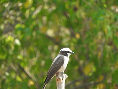 Eurocephalus anguitimens