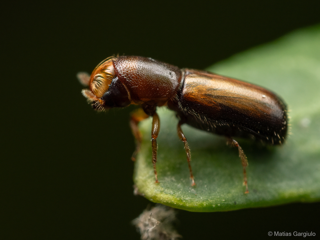 Gnathotrupes