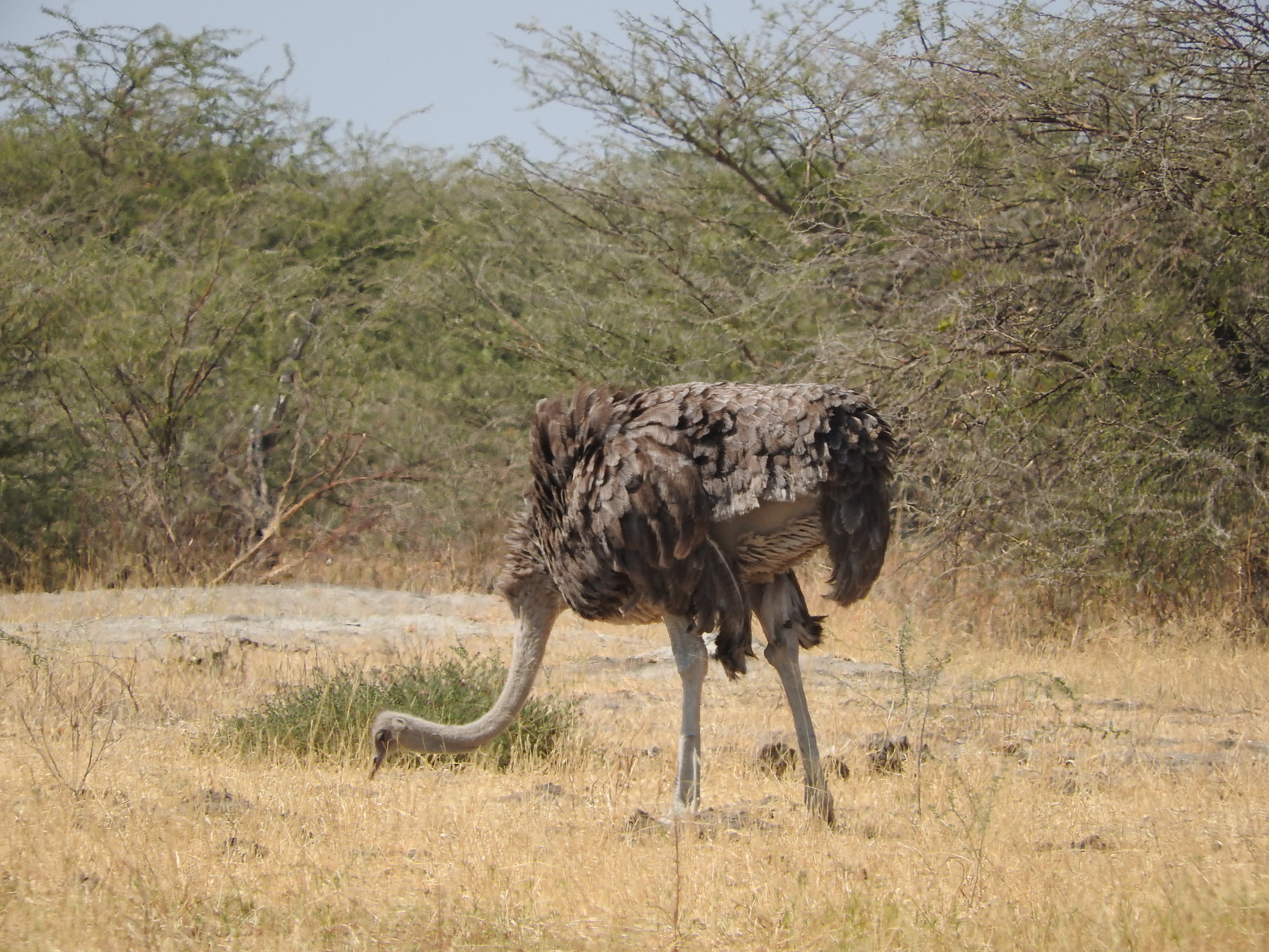 Common Ostrich