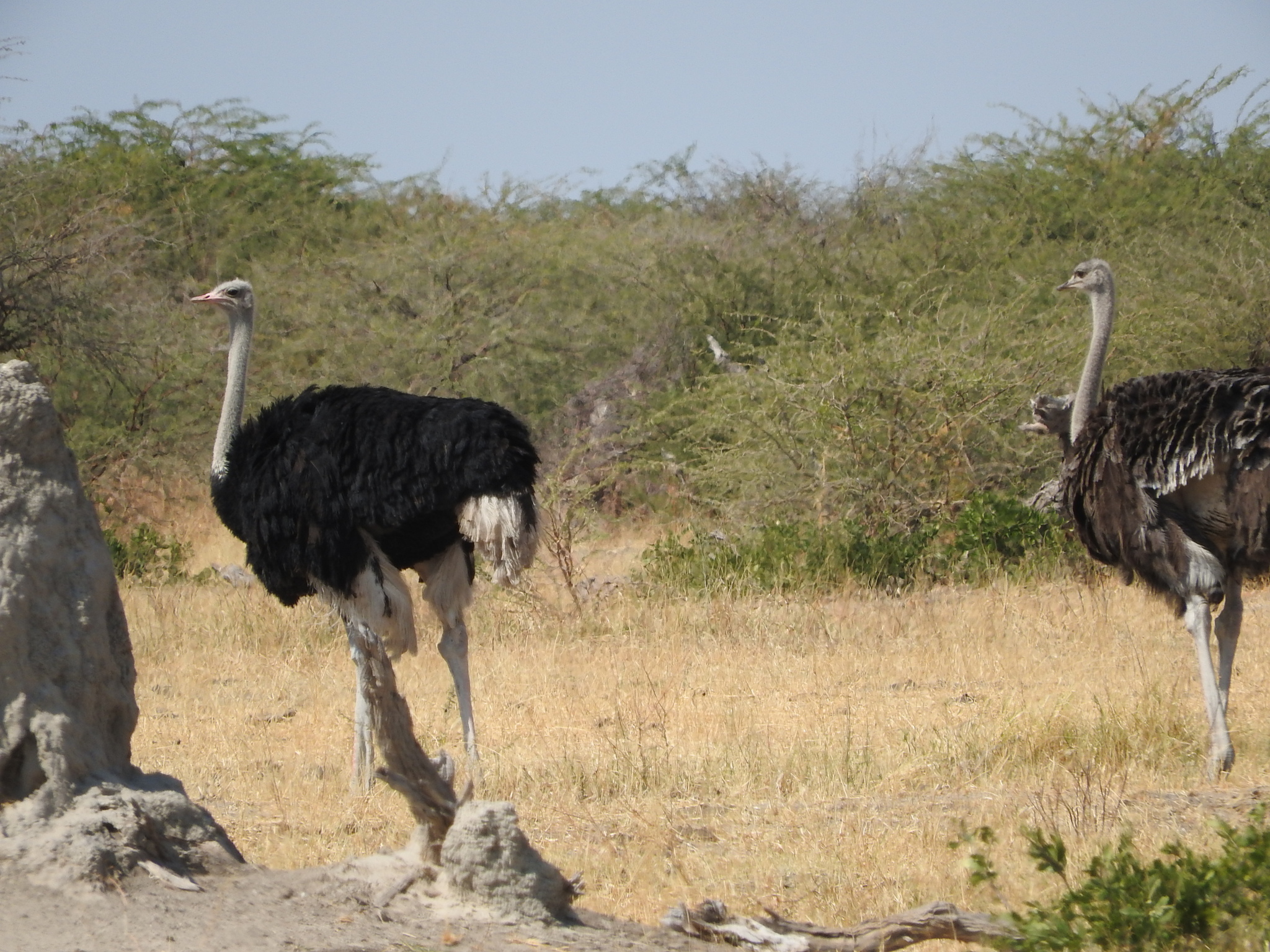 Common Ostrich