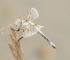 Libellula composita