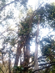 Citronella mucronata