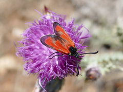 Zygaena erythrus