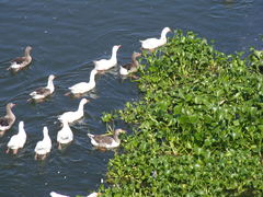 Anser anser domesticus