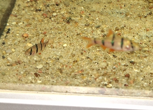 Fiveband barb (Desmopuntius pentazona) — Cyprinidae — 3