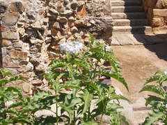 Solanum bonariense