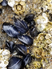Mytilus californianus