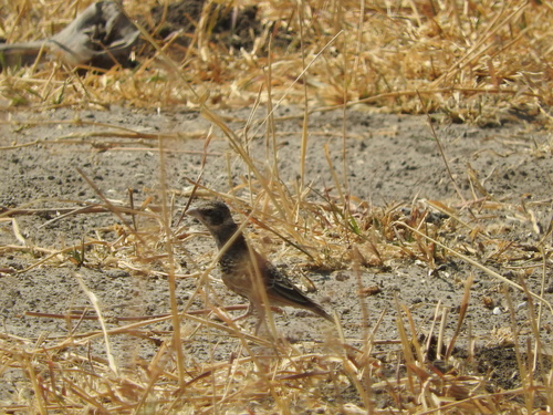 Eremopterix leucotis