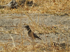 Eremopterix leucotis