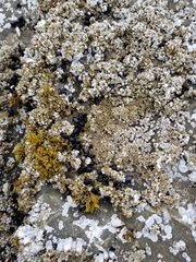 Mytilus californianus