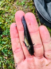 Gobiomorphus cotidianus