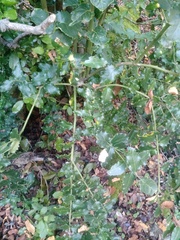 Citronella mucronata