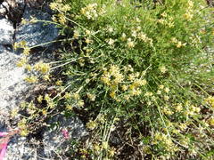 Cymopterus terebinthinus