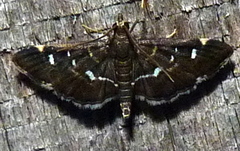 Diathrausta harlequinalis