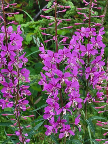 fireweed