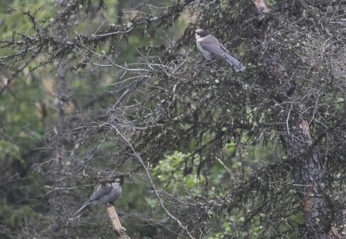 Canada Jay
