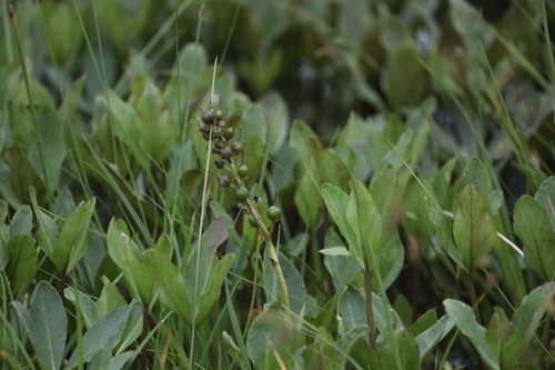 Bogbean