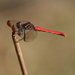 Sympetrum risi risi - Photo (c) harum.koh, some rights reserved (CC BY-SA)