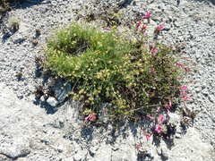 Cymopterus terebinthinus