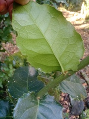Citronella mucronata