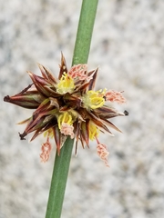 Juncus breweri