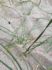 Juncus breweri