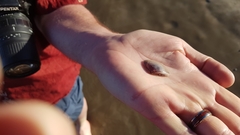 Austromactra contraria